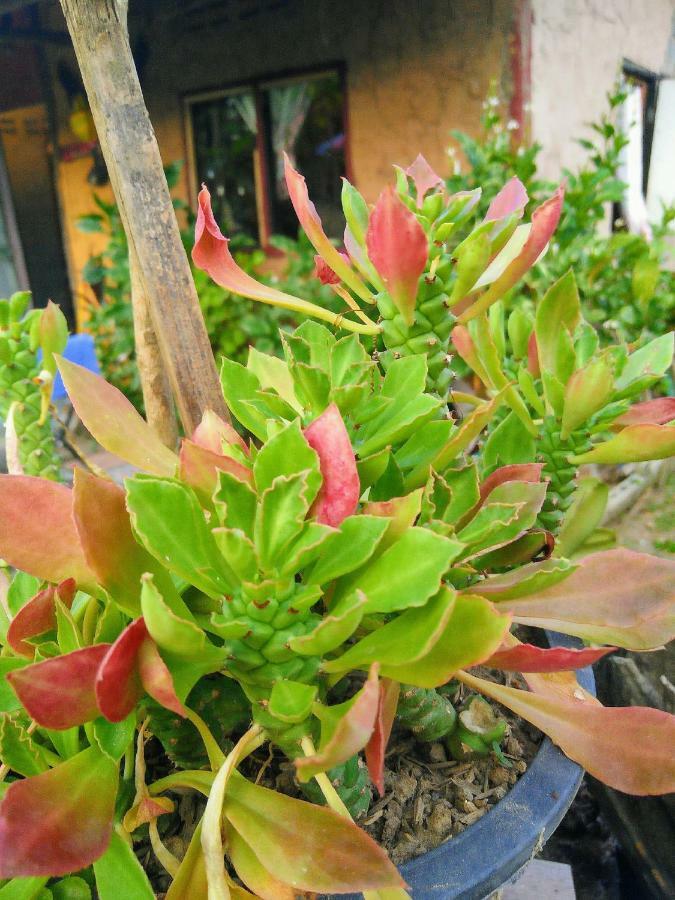 Tiddin Resort Chiang Mai Eksteriør bilde